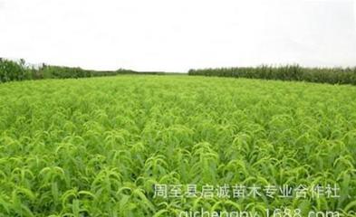 果樹苗 優(yōu)質(zhì)突圍桃苗 陜西桃苗 適應性強 有機中晚熟桃苗