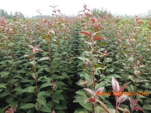 櫻桃樹苗批發&ndash;櫻桃樹苗廠家&ndash;櫻桃樹苗供應商