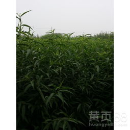 【批發桃樹苗哪里有蜜桃桃樹苗】- 