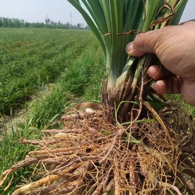 陜西蔬菜種苗陜西蔬菜種苗供應(yīng)_陜西蔬菜種苗價格