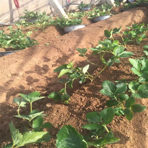 【陜西達賽萊克特草莓苗產(chǎn)量是多少】- 