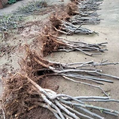 陜西蔬菜種苗陜西蔬菜種苗供應_陜西蔬菜種苗價格