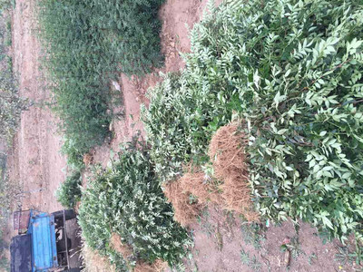 廈門供應花椒苗產地批發 無刺花椒苗價格_韓城花椒苗