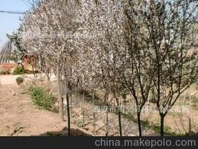 紅葉樹苗供應(yīng)商,價格,紅葉樹苗批發(fā)市場 