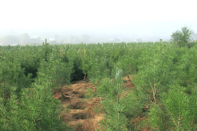 2019年白皮松價格行情及白皮松小苗種植管理技術(shù)