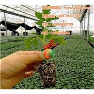 西紅柿苗,陜西西紅柿苗,安信種苗-企匯網(wǎng)