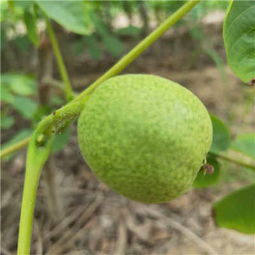 薄殼核桃苗批發價格 延川核桃樹苗