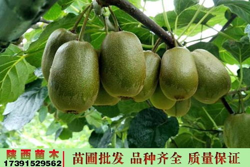 寶雞眉縣紅陽獼猴桃的樹苗獼猴桃苗廠家價錢陜西彌猴桃包郵