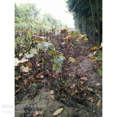 陜西西安陜西葡萄苗 占地苗 便宜的樹苗 陜西果樹苗 戶太八號葡萄苗價格 中國供應(yīng)商