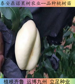 陜西7 5油蟠桃苗桃樹(shù)苗直銷(xiāo)早熟桃樹(shù)苗品種