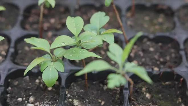 【人勤春來(lái)早 奮進(jìn)正當(dāng)時(shí)】春暖黃陵 科技助力種苗培育開(kāi)啟新篇