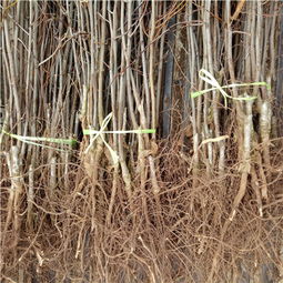 【陜西澳洲青萍蘋(píng)果苗哪里有賣(mài)的】-