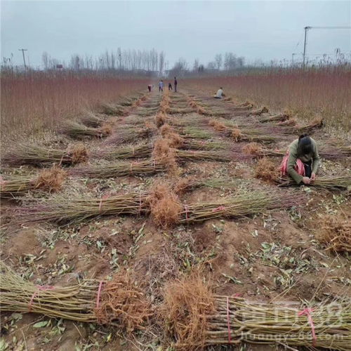 【油蟠7-7桃樹(shù)苗、油蟠7-7桃樹(shù)苗出售基地】- 