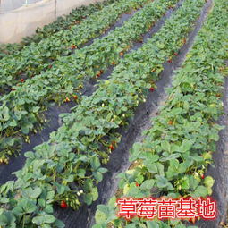 麻陽(yáng)縣 艷麗草莓種苗價(jià)格 新聞草莓苗價(jià)格