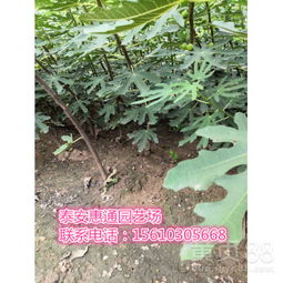 【陜西波姬紅無(wú)花果苗成熟期是幾月】-