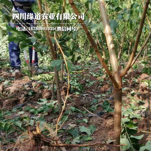 【湖北鳳凰李子苗育苗技術(shù)湖北鳳凰李子苗今年價格】- 