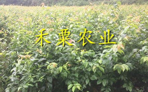 【湖南衡陽李子苗供應(yīng)商__投產(chǎn)快李子樹苗產(chǎn)地直銷。】- 