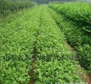 陜西花椒苗 大棚香椿苗 大紅袍花椒種苗 陜西優(yōu)質花椒樹苗木