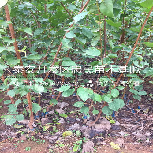 【2018年凱特杏樹苗報(bào)價(jià)2018年凱特杏樹苗價(jià)格多少】- 