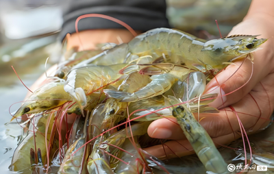 勉縣:&ldquo;金苗&rdquo;撬動(dòng)增收新&ldquo;錢&rdquo;景