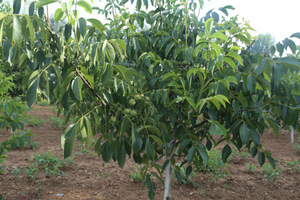 【陜西核桃苗】陜西核桃苗價(jià)格/圖片_陜西核桃苗批發(fā)/采購_陜西核桃苗廠家/供應(yīng)商