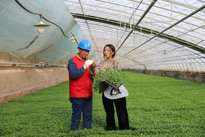 國網(wǎng)陜西電力:以優(yōu)質(zhì)服務(wù)撐起鄉(xiāng)村