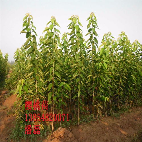 【黑珍珠櫻桃苗、黑珍珠櫻桃樹苗新品種、黑珍珠櫻桃樹樹苗價格多少】- 