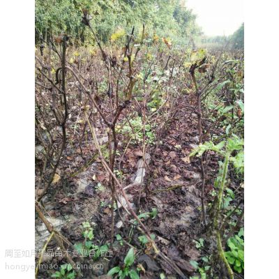 陜西西安陜西葡萄苗 占地苗 便宜的樹苗 陜西果樹苗 戶太八號葡萄苗價格 中國供應商