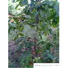 陜西_種子、種苗_食品、飲料、農林牧副漁_供應搜索_綠色產品網