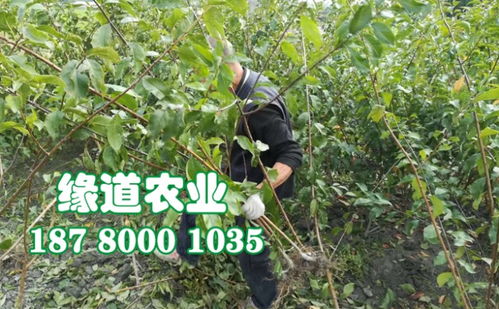 【四川蜂糖李子苗廠家、嫁接蜂糖李樹苗那里有賣】- 