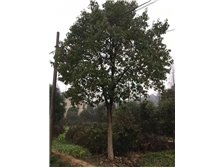 九江市林木種苗中心產(chǎn)品展示