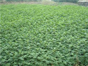 【花椒樹苗價(jià)格米椒花椒樹苗花椒苗用什么嫁接國(guó)家優(yōu)質(zhì)品種樹】- 