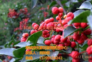 云南獅子頭花椒苗基地 獅子頭花椒苗種植技術(shù)