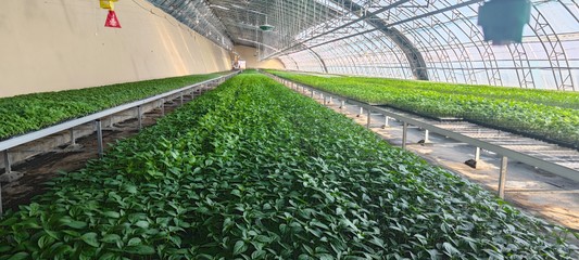 崆峒區:多措齊下促進蔬菜種苗產銷兩旺