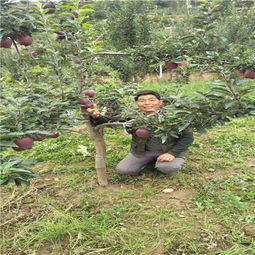 陜西種苗基地引領創新，吉林華玉蘋果樹苗異地繁育結碩果