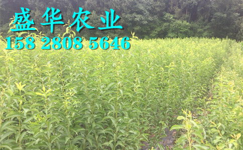 陜西脆紅李苗基地直銷 漢中、安康、商洛、寶雞等地區樹苗價格與種植優勢