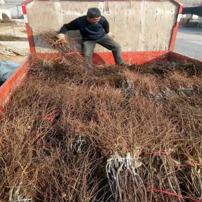 陜西優(yōu)質5年冬棗樹苗，農戶直銷，助您豐收致富