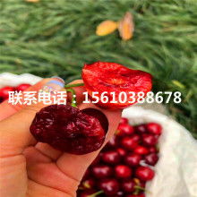 陜西蘆葦苗與蘆葦種苗 濕地生態(tài)與經(jīng)濟發(fā)展的綠色紐帶