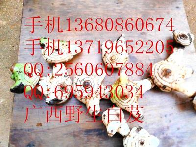 供應優質陜西白及種苗與種子，助力藥材種植產業發展