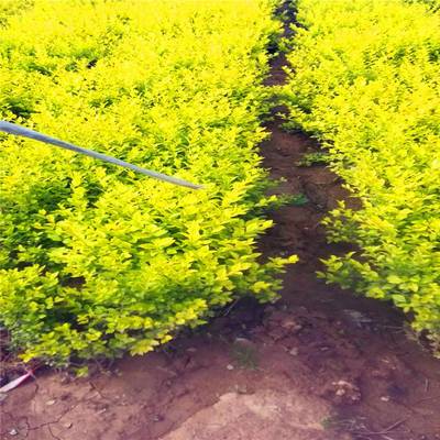 陜西特色植物資源 麥冬草與周至月季的產業價值與發展