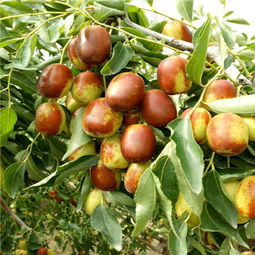 如何購買陜西泰安優質大紅棗嫁接棗樹苗