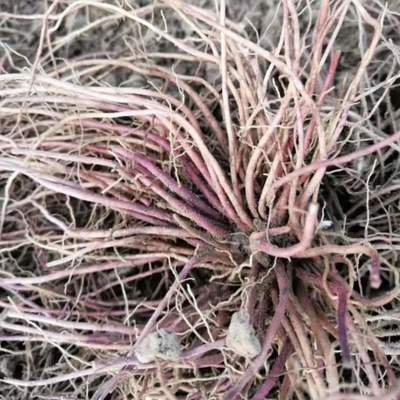 陜西赤芍種苗種植指南 從芽子到苗子的科學栽培